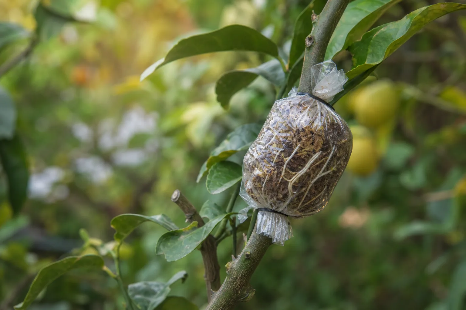 A clear plastic-wrapped sphagnum moss ball around a wounded citrus branch, with fine white roots visible inside. The technique for mango, citrus, fig and rubber plants