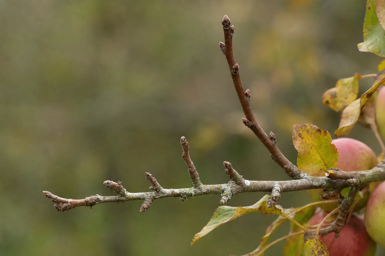 A close-up apple branch showing short permanent fruiting spurs beside a longer shoot cut back to four healthy buds. Spur types and tip bearers need opposite treatment