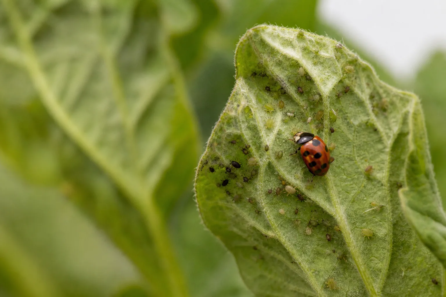 A close-up of a leafy non-crop plant showing a lady beetle among small non-pest prey on the underside of a leaf. A sacrificial plant hosting non-pest prey sustains predators between outbreaks