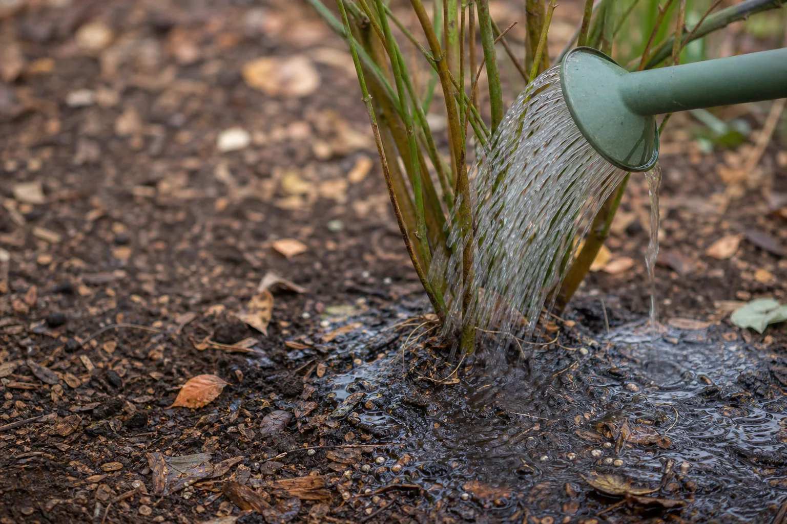 A close up of a garden soil drench being applied around fine roots and mulch with a watering can. Sc, Hb and Sf target different pests at different soil depths