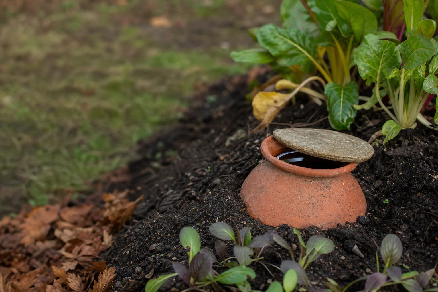 An unglazed terracotta olla half buried in dark garden soil with its open neck filled with clear water and covered by a flat stone. An ancient technique that works well in small beds