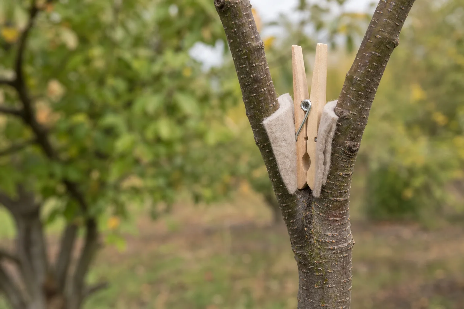 A close-up of a young fruit-tree trunk showing two pencil-sized branches joined in a tight V with a padded clothespin gently holding the crotch open. Narrow crotch angles are a structural defect you can still correct when young