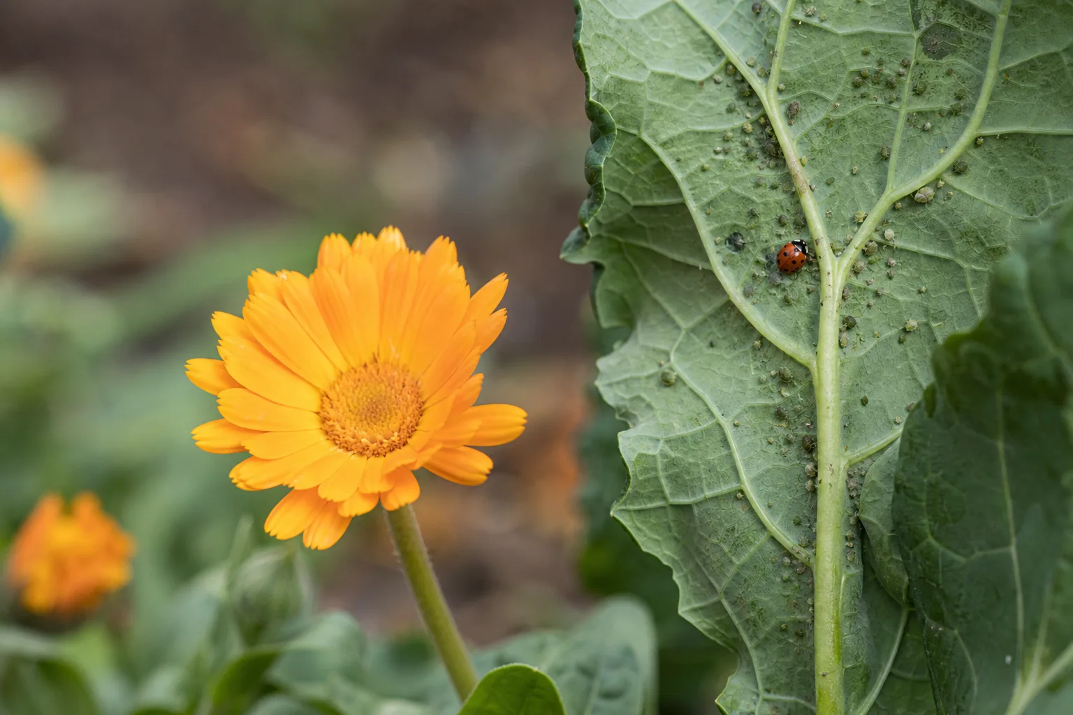 A calendula flower beside the underside of a kale leaf with a ladybug visible near the aphids. Aesthetics is the least important reason