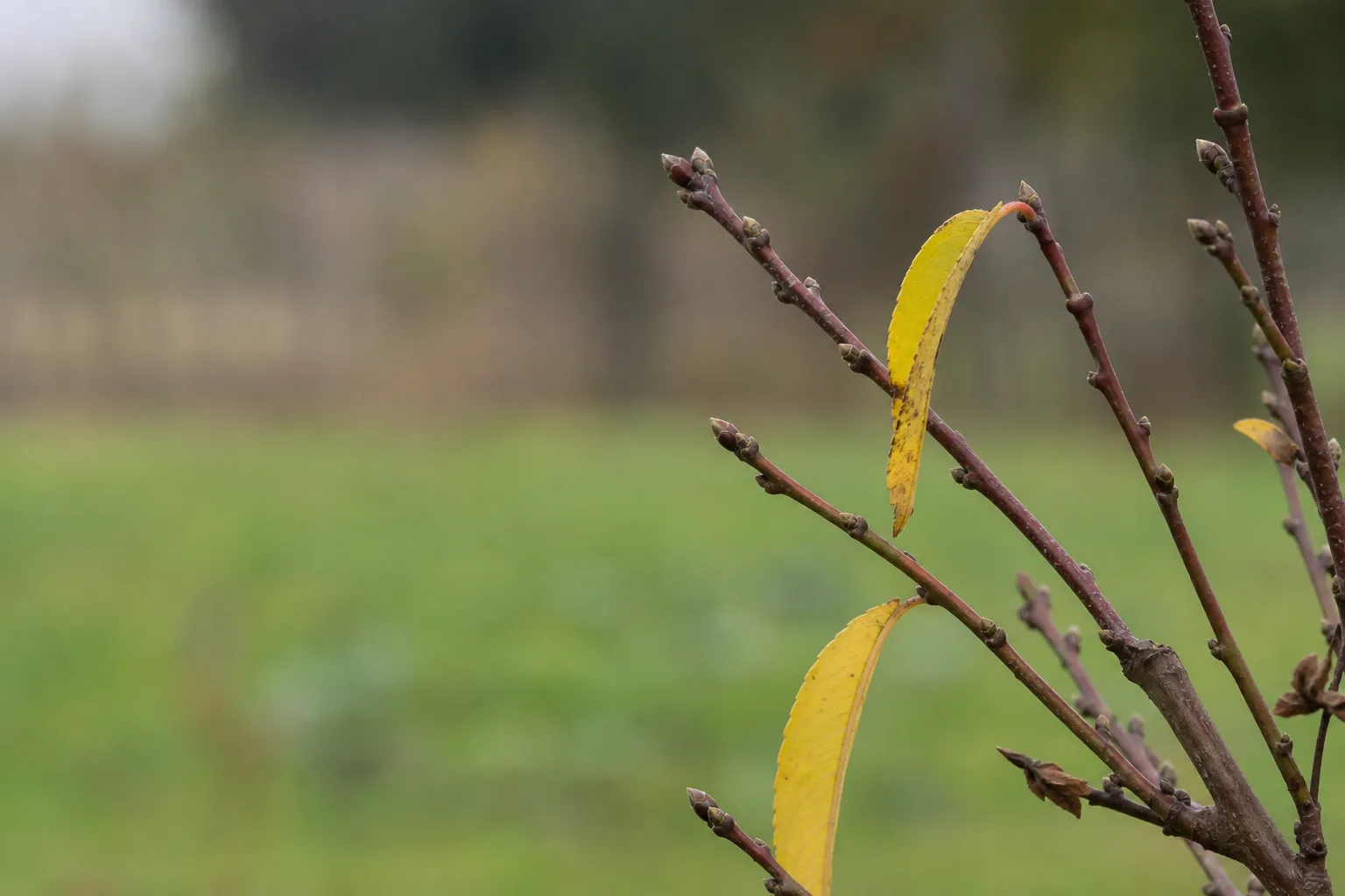 A close-up of a nearly bare peach tree twig with a few remaining yellow leaves and visible bud scales. Rate and season are the whole difference