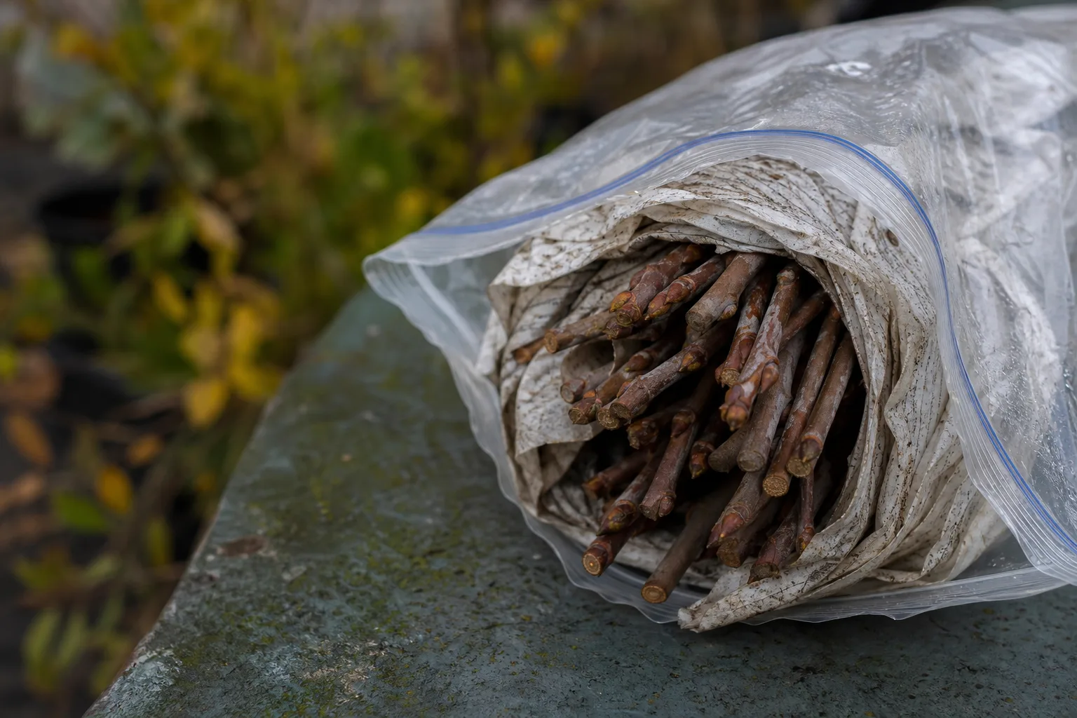 A labeled bundle of pencil-thick dormant scion sticks wrapped in slightly damp newspaper inside a clear plastic bag. Dormant, pencil-thick, labeled and kept cold