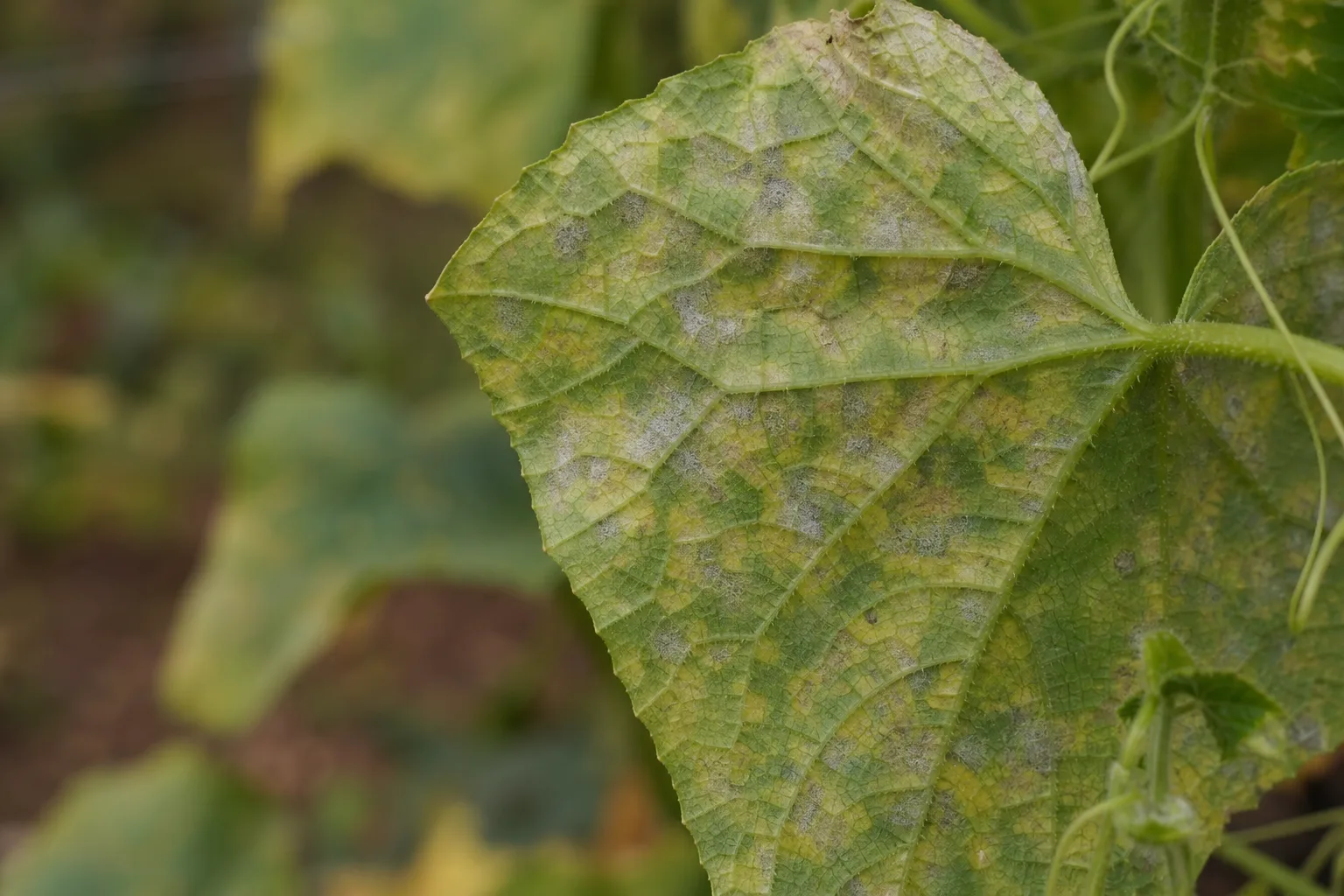 The underside of a cucumber leaf showing fuzzy gray white mildew beneath angular yellow green lesions bounded by leaf veins. Angular lesions bounded by leaf veins, and it moves fast in cool wet weather