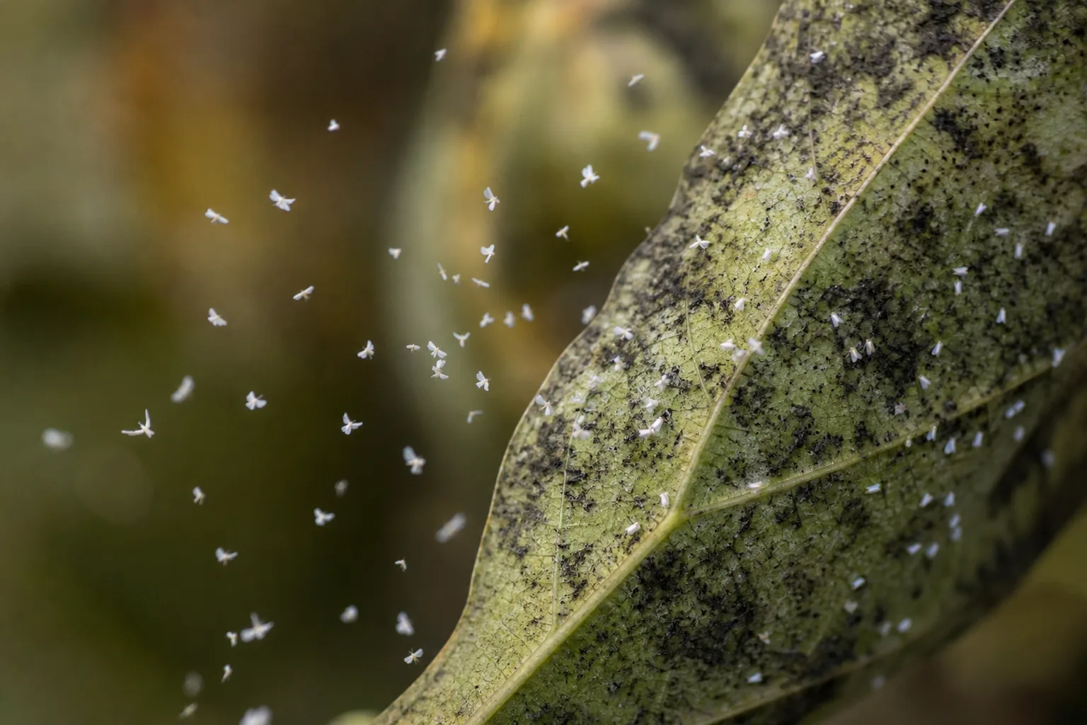 A close-up of tiny whiteflies lifting from the underside of a sticky leaf coated with black sooty mold. Clouds of insects on disturbance and sooty mold underneath