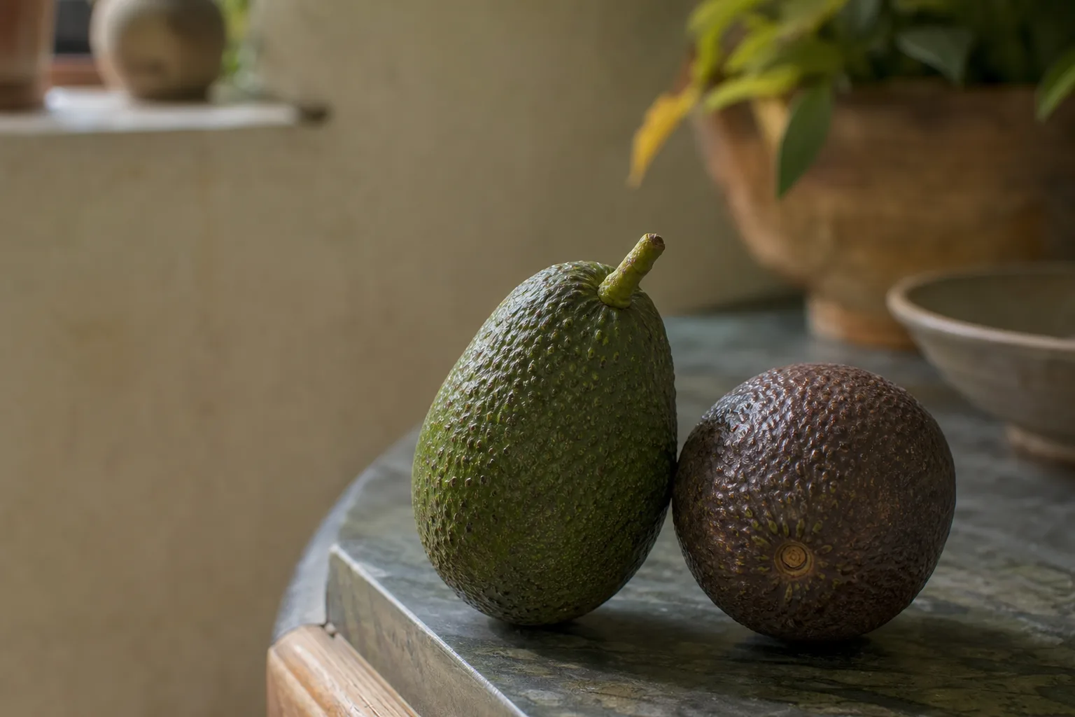 A firm avocado clipped from a branch with a short stem stub attached, beside a second avocado softening on a kitchen counter. Avocados do not ripen on the tree, so the tree test is dry matter, not squeeze