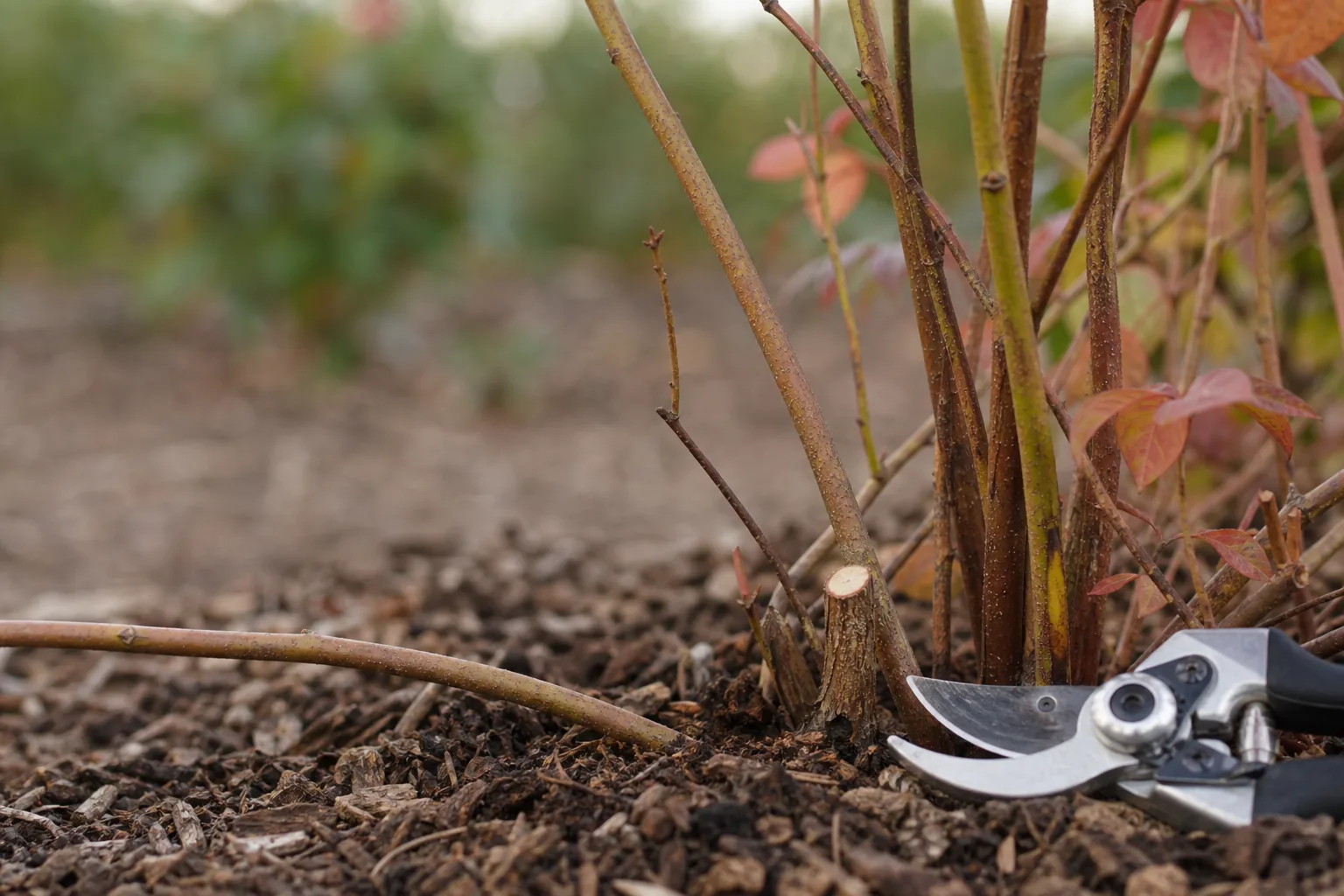 A close-up of sharp bypass pruners beside a blueberry cane with a clean base cut and crossing branch visible. Oldest canes first, then crossing wood, then tips