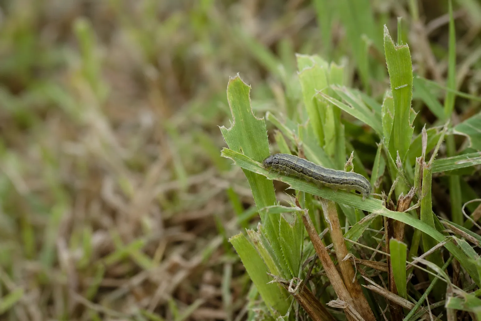A smooth gray-green armyworm caterpillar with faint longitudinal stripes on a ragged grass blade beside the thatch line. They arrive overnight and a lawn can be gone in two days