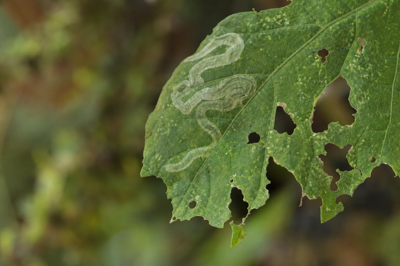A close-up green leaf showing a winding translucent leaf-miner tunnel beside ragged chewing holes and pale stippling. Chewing, rasping, sucking and mining each leave a signature