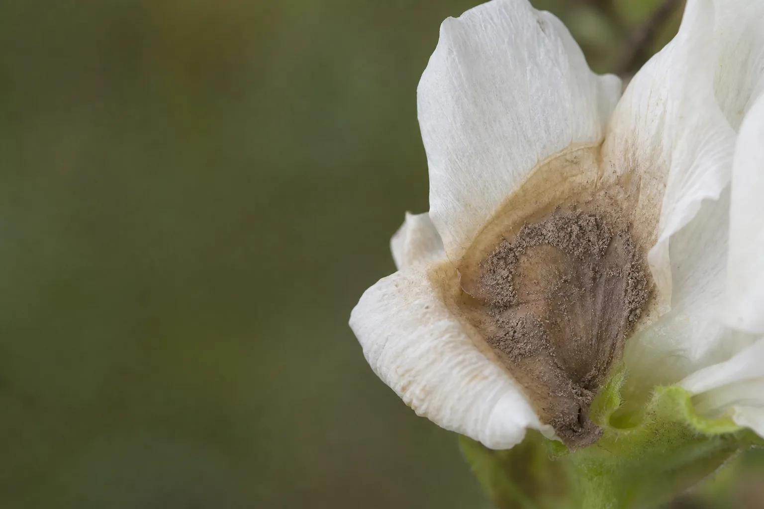 A close-up of a flower petal with a tan water-soaked lesion surrounded by gray-brown velvety Botrytis spores. A humidity and airflow problem in greenhouses and dense plantings