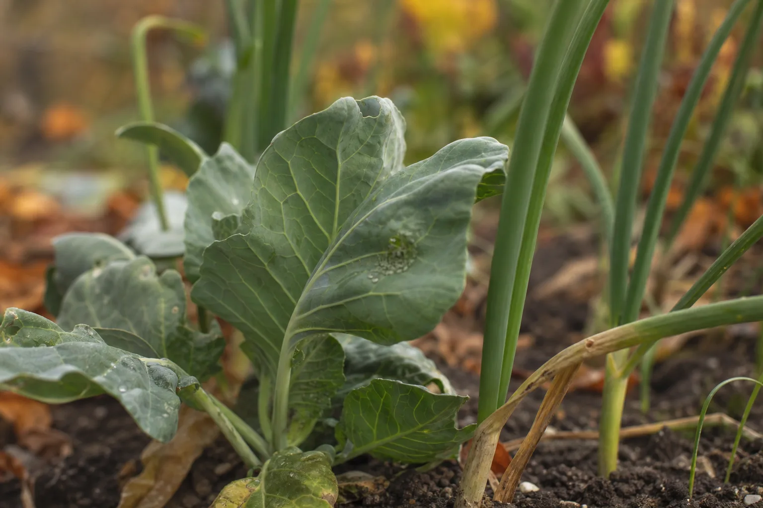 A close up of cabbage leaves growing between onion stalks and garlic leaves, with a small aphid cluster visible on the underside of one cabbage leaf. Diversity disrupts host finding, which is the real mechanism