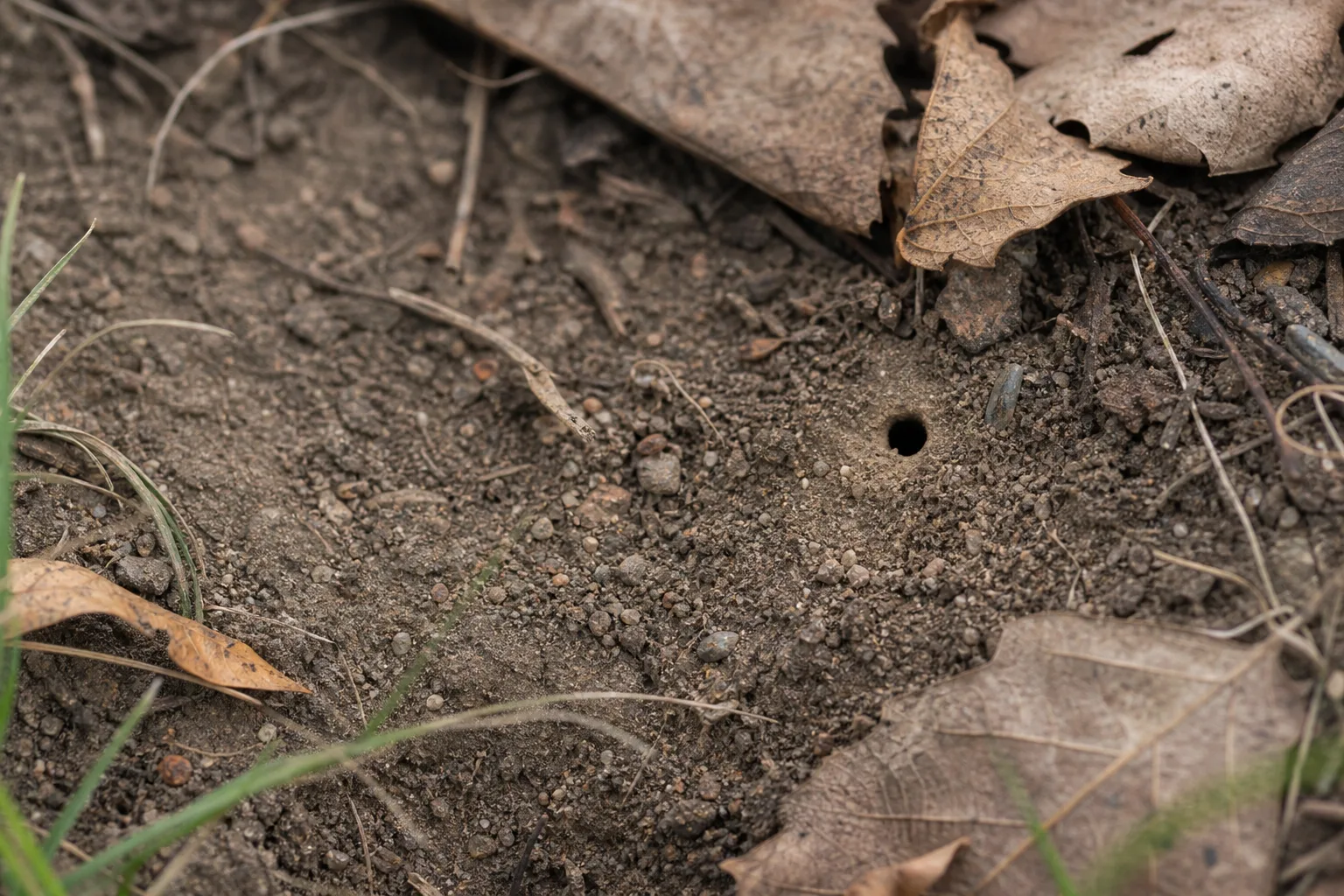 A close-up of a small patch of lightly compacted sandy loam with a single round native bee nest entrance beside scattered leaf litter. Seventy percent of native bees nest in the soil