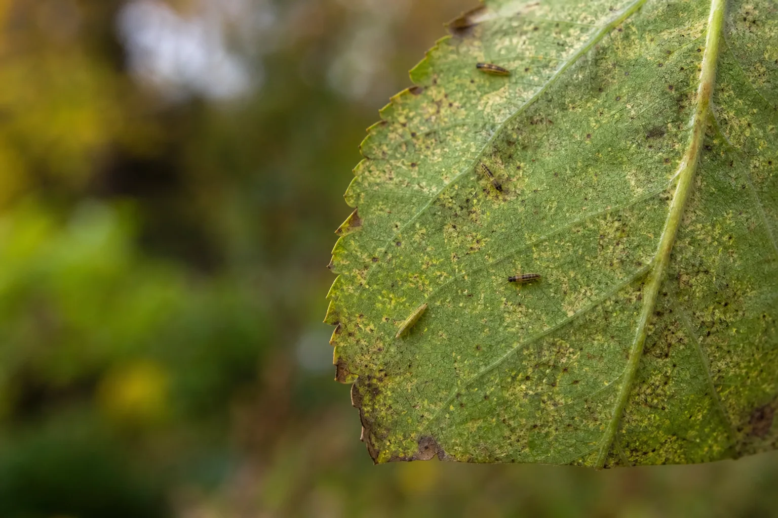 A close-up underside of a green leaf showing fine thrips damage and a few visible insects on the surface. Not a knockdown, and it burns leaves in heat and sun