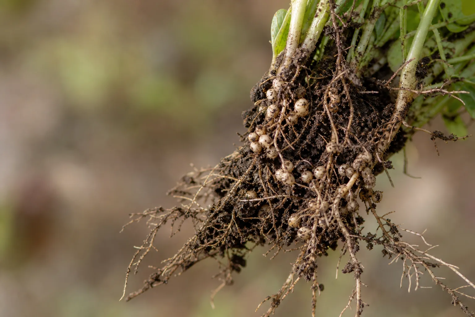 root nodules on a freshly pulled clover plant with fine soil clinging to the roots. Most nitrogen is released when the legume dies, not while it grows