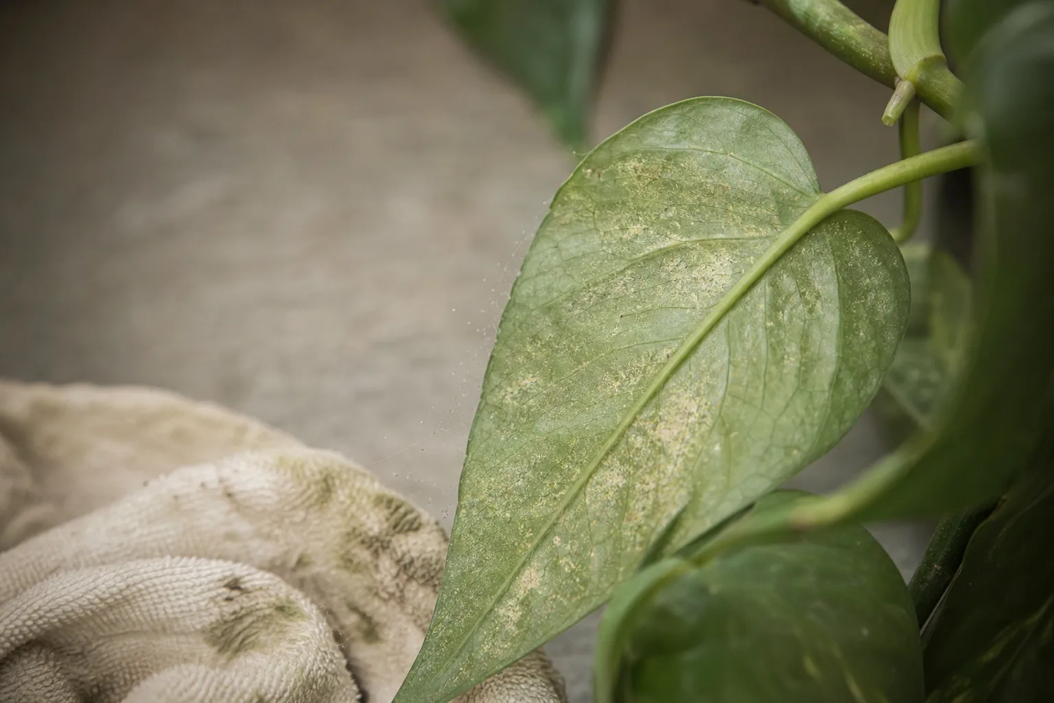 A close-up of a tropical plant leaf underside showing fine spider mite webbing and pale stippling beside a damp cleaning cloth. Quarantine, light and the leaf drop you should expect