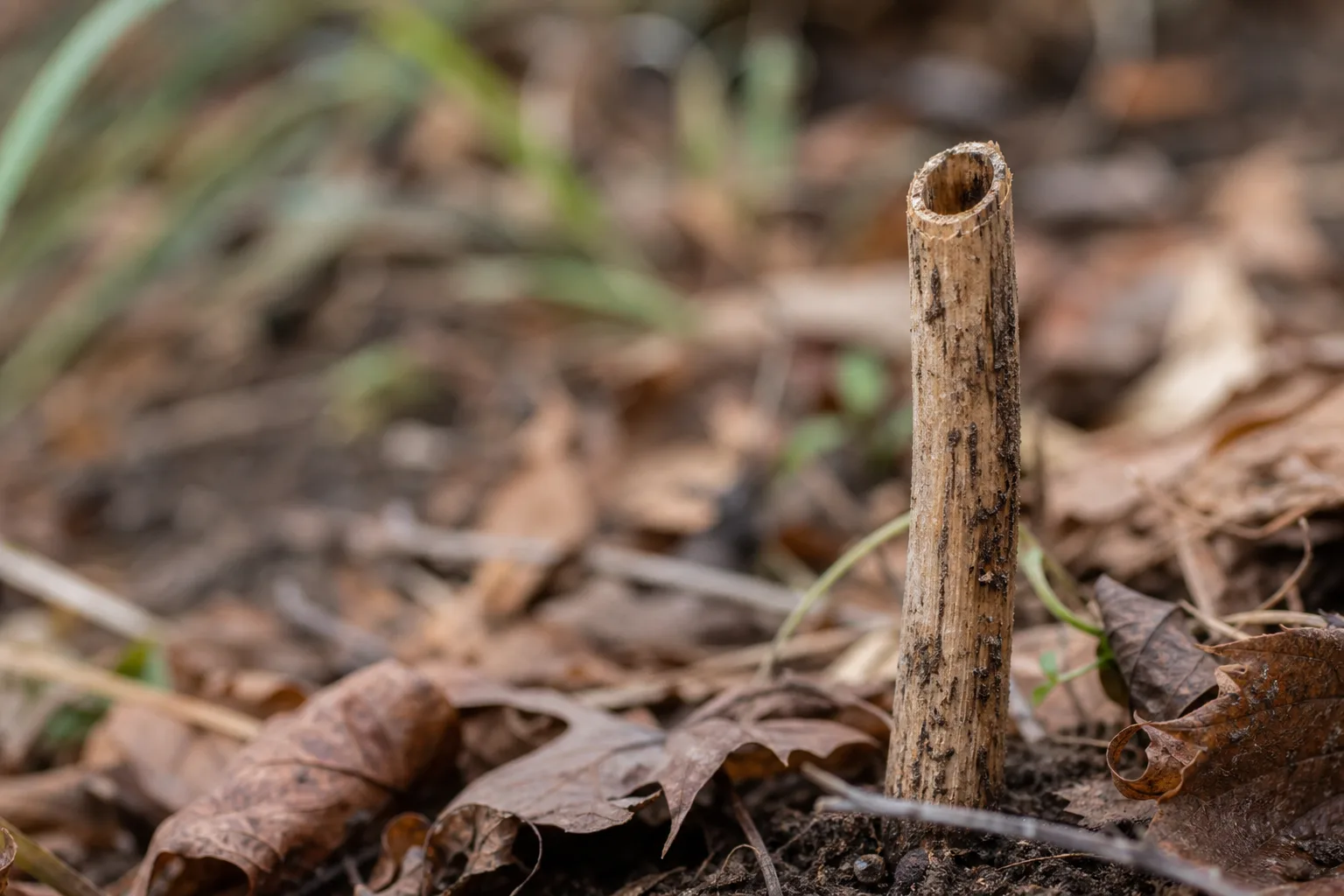 A close up of a hollow dried coneflower stem standing among fallen leaves on garden soil. Hollow stems and leaf litter are where next year's predators are sleeping