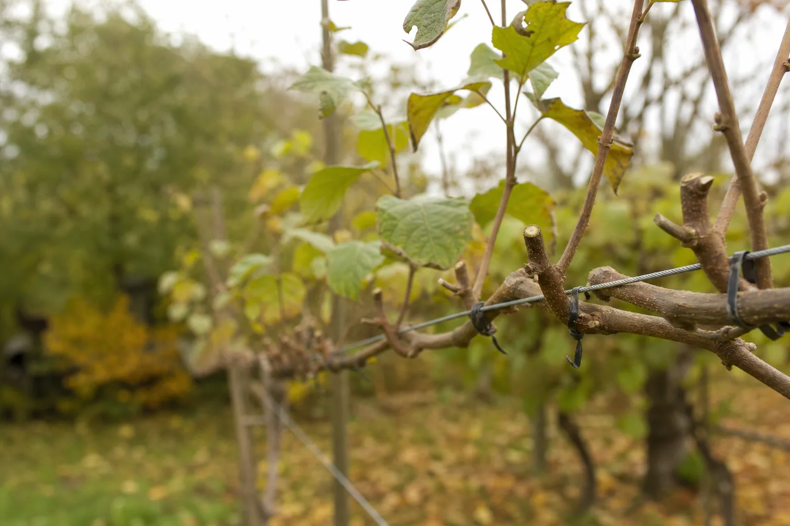 A close-up of freshly pruned kiwi canes tied along a horizontal trellis wire, with spaced one-year-old shoots and clean pruning cuts visible. Extremely vigorous, and a kiwi left alone becomes unharvestable in two seasons