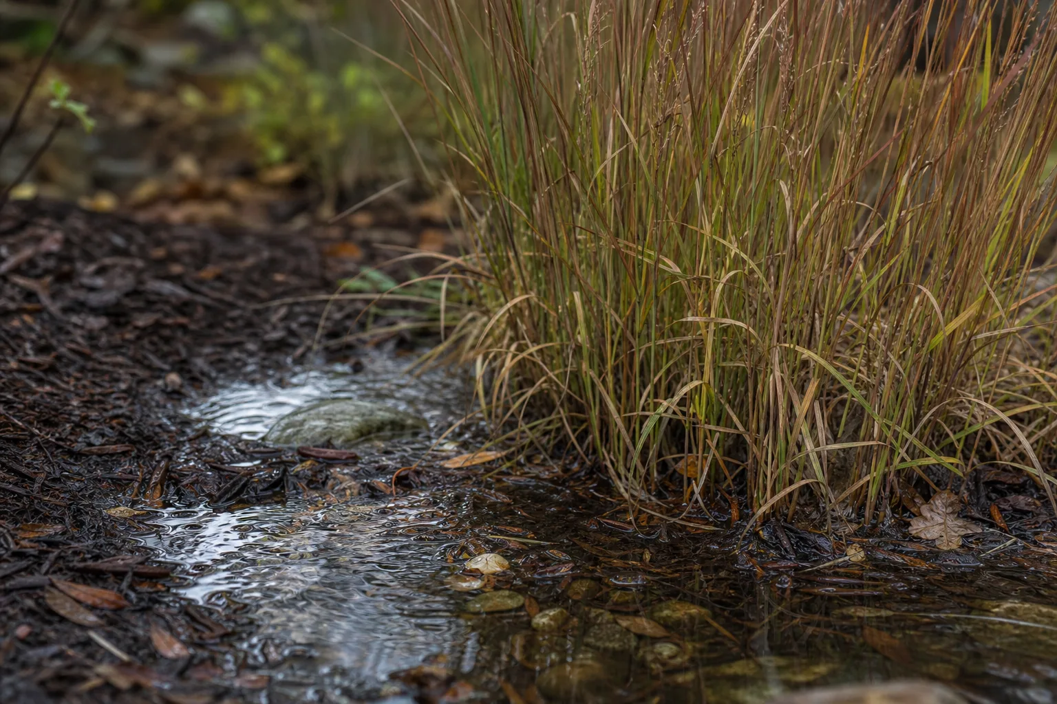 A shallow rain garden inlet spreading clear water across mulch and little bluestem roots. Infiltration instead of runoff, and the plants that tolerate both