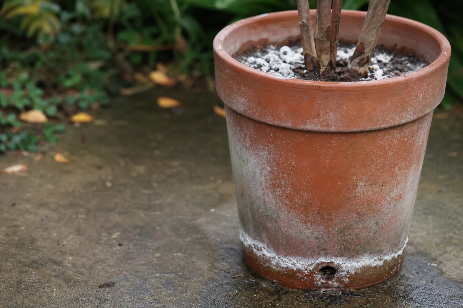 A terracotta container with a white crust of fertilizer salts around the soil surface and drainage hole. Flushing, and why chemical fertilizer in containers compounds
