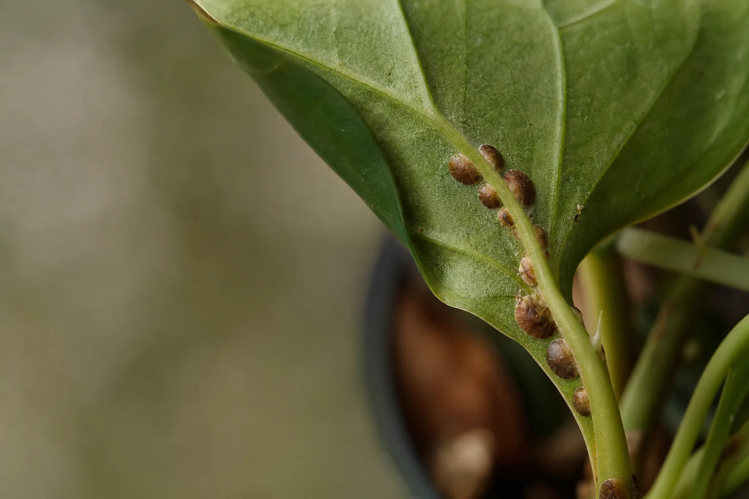 A close-up of brown, round scale shells attached along the underside of a houseplant leaf and its leaf axil. Immobile adults look like plant parts