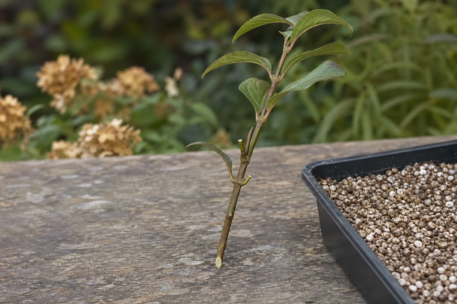 A labeled 6-inch semi-hardwood shrub cutting with its lower leaves removed and freshly cut base beside a tray of coarse rooting medium. The same shrub roots differently depending on the month