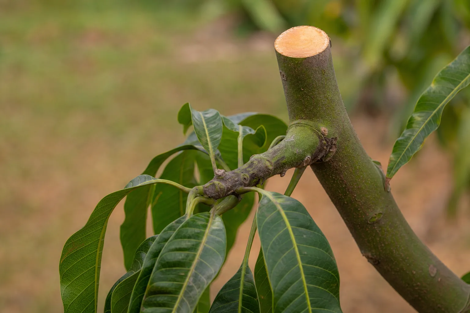 A freshly cut mango branch showing a clean reduction cut back to a healthy lateral branch. Height reduction is a multi-year project, not a weekend