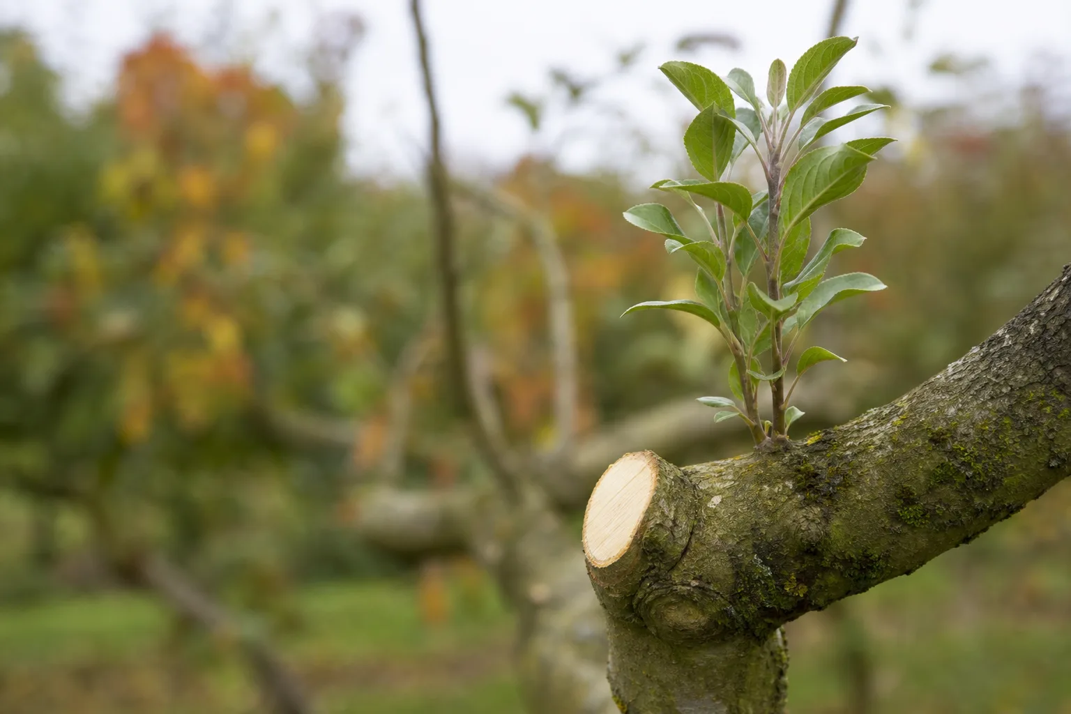 A clean pruning cut just outside the branch collar on a fruit tree limb with a vigorous upright water sprout nearby. Winter cuts push growth, summer cuts restrain it