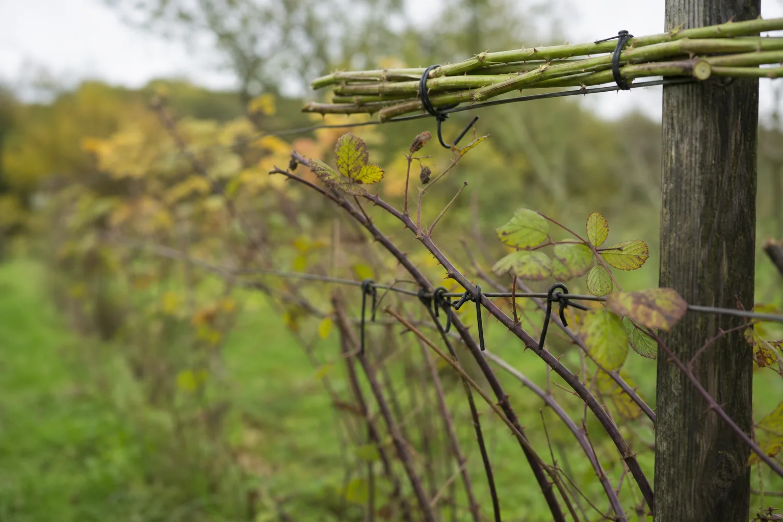 A close-up of thornless blackberry floricanes tied to lower trellis wires beside a bundled green primocane on the upper wire. Separating this year's and next year's canes on the wire saves your arms