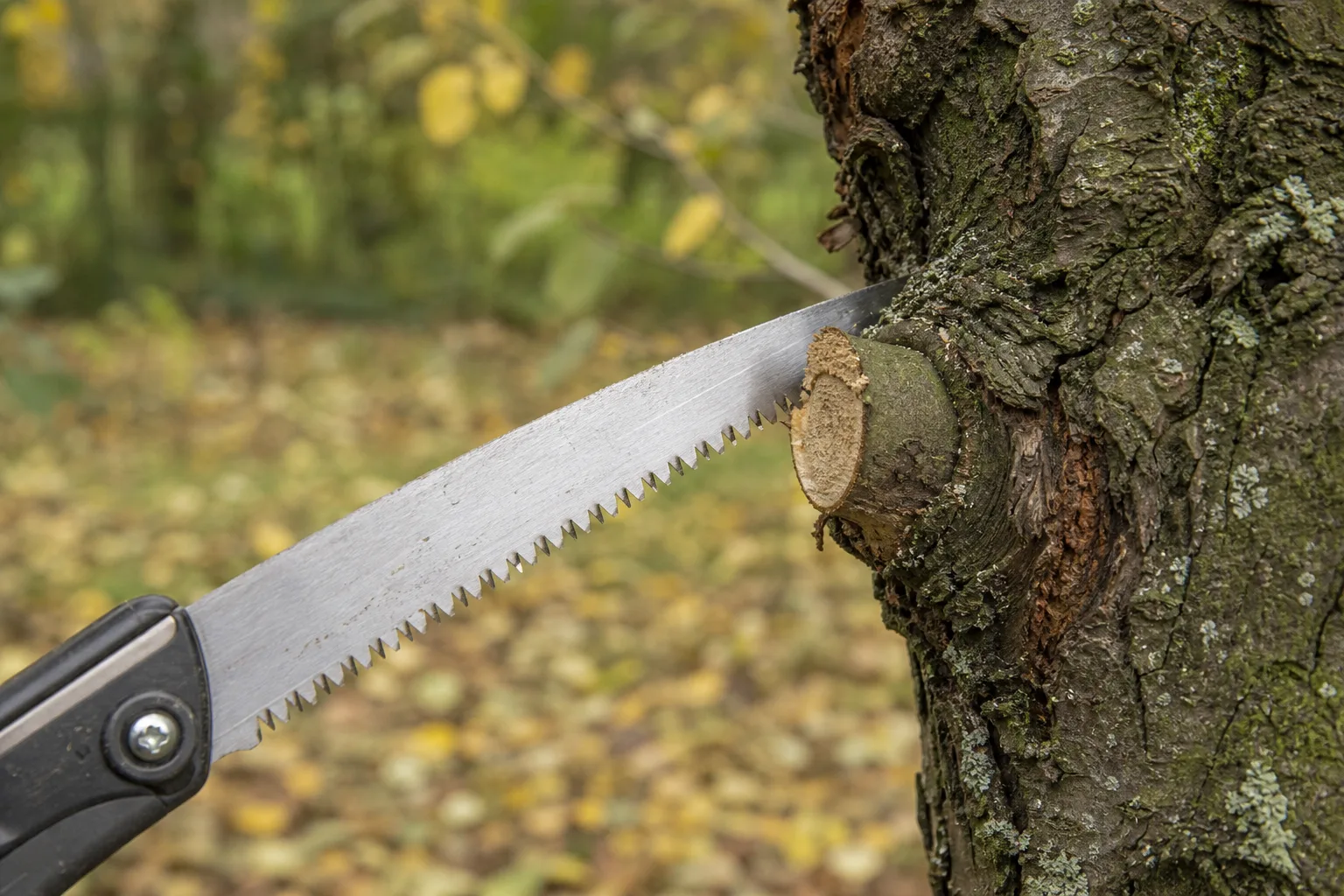 A close-up pruning saw cutting a short limb stub just outside the swollen branch collar on a fruit tree trunk. Undercut, relief cut, final cut at the collar