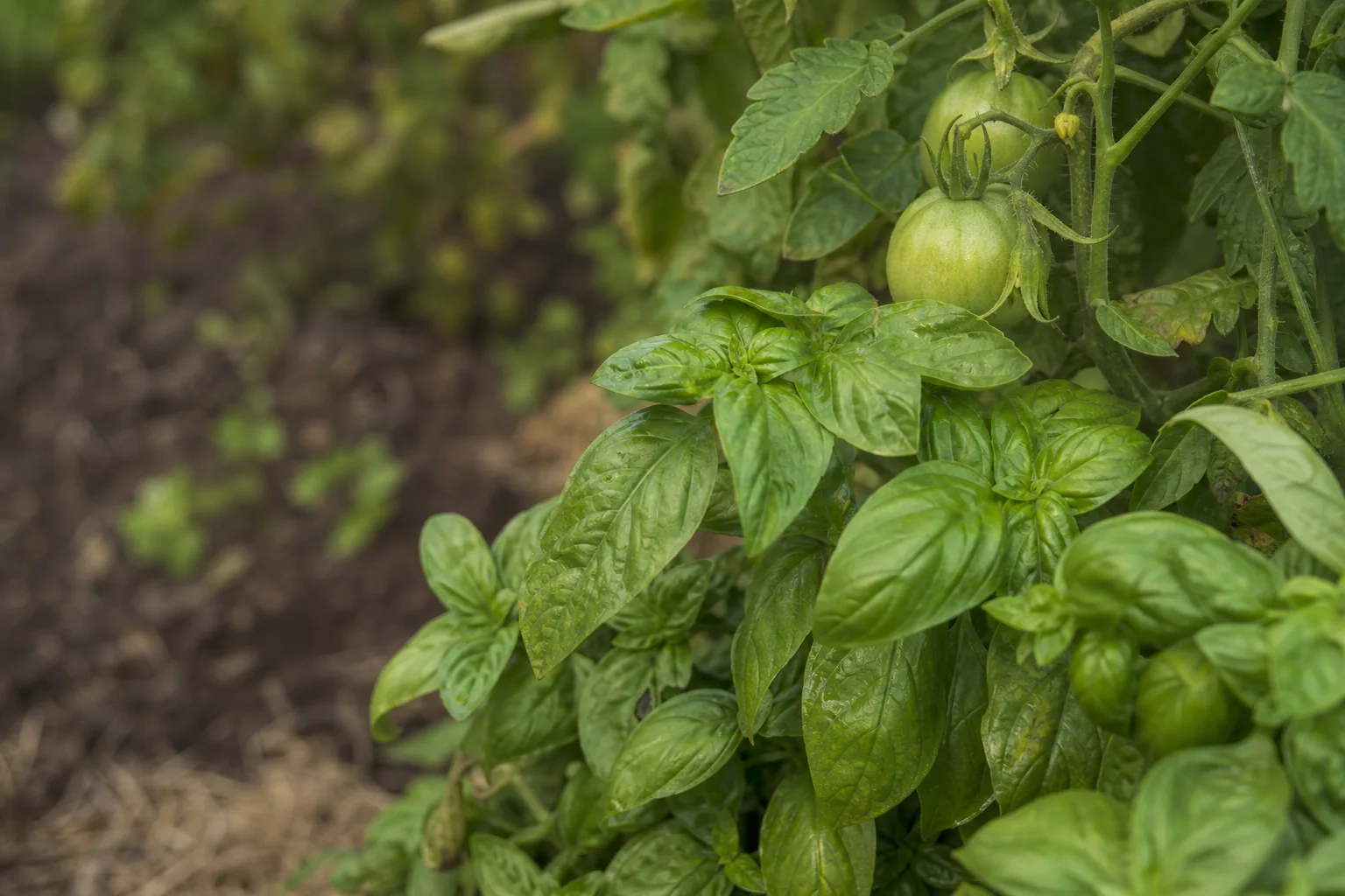 A close-up of basil leaves growing beside a tomato stem, with the tomato’s green fruit visible behind them. Basil is probably real, marigold is more complicated than you think