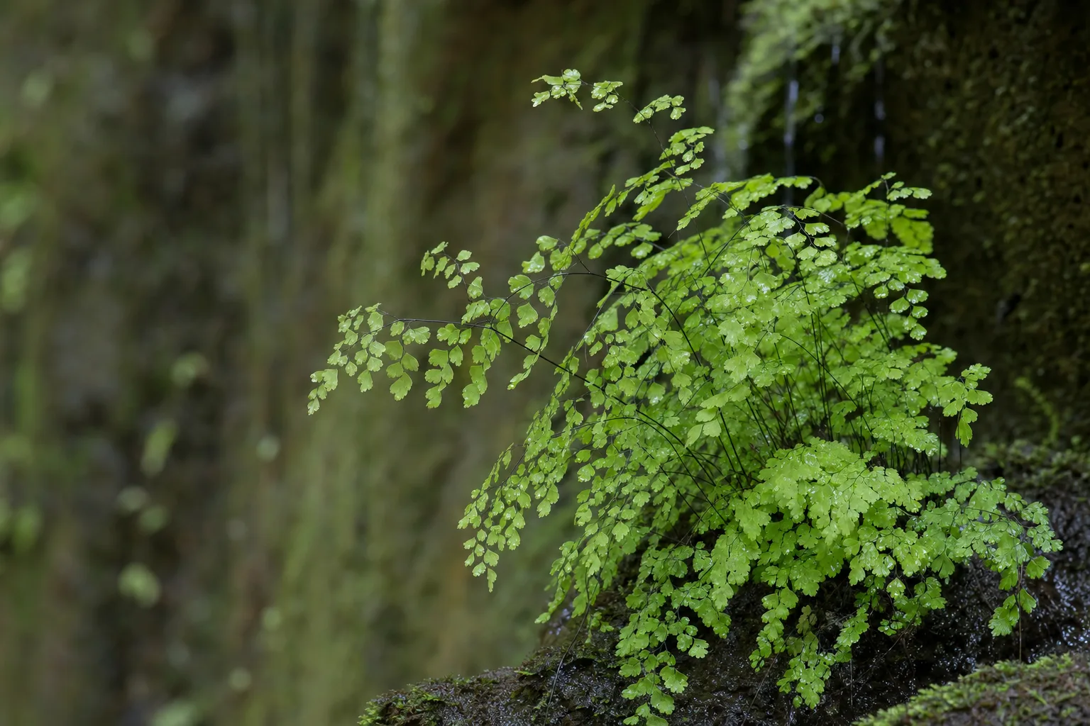 A delicate Common maidenhair fern (Adiantum capillus-veneris) with fine, fan-shaped leaflets on thin black stems, growing as a lush clump in a shady, moist setting.