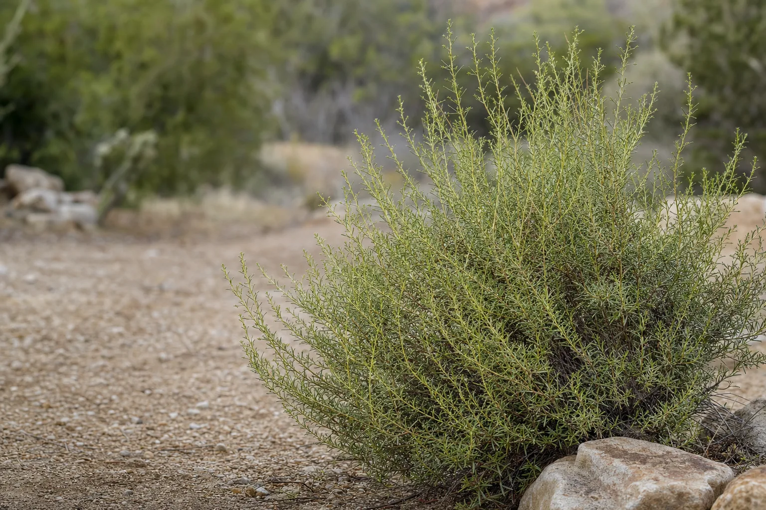 A hardy Desertbroom shrub with fine, broom-like branching and small, narrow gray-green leaves in a dry, sunbaked garden bed. The plant should look sparse and tough, suited to xeriscape conditions.