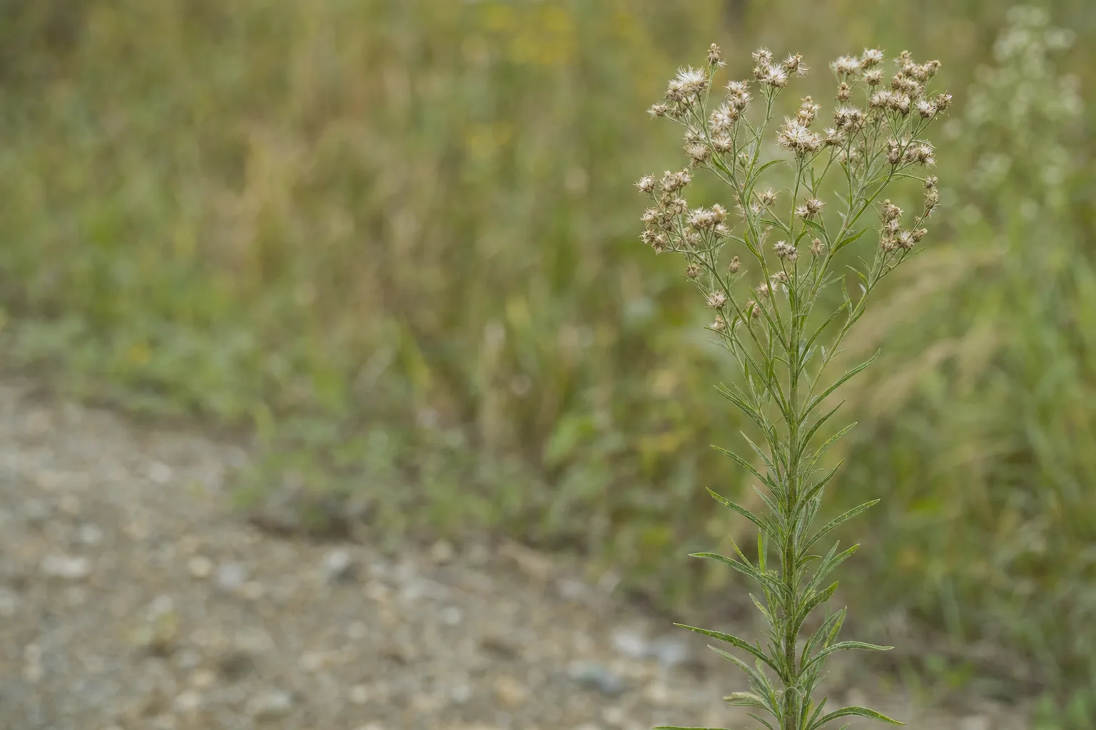 A close photograph of Canadian horseweed (Conyza canadensis) showing its fine, narrow leaves on an upright, weedy annual stem and the airy, pale seedhead cluster typical of the species.