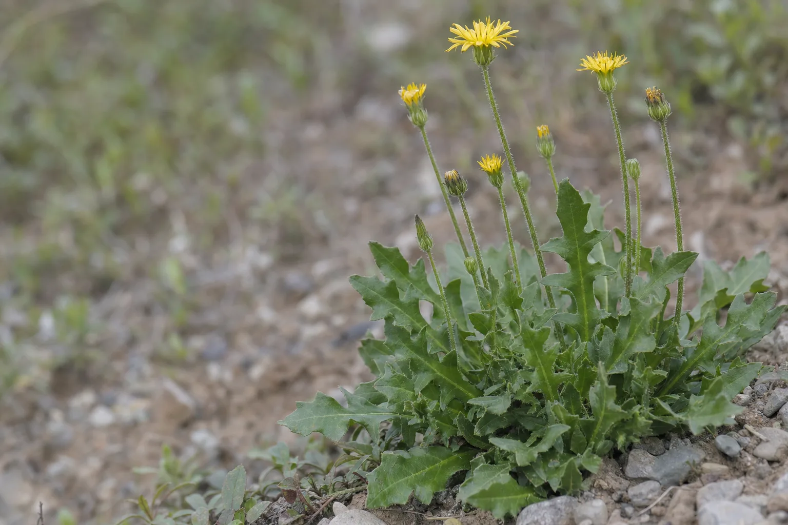A close-up of Fiddleleaf Hawksbeard (Crepis runcinata) showing its modest native wildflower form, with a basal rosette of deeply lobed, fiddle-shaped leaves and small yellow dandelion-like flower heads on slender stems.