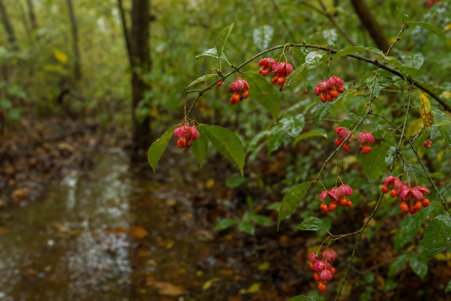 A wet-site native shrub with arching stems and glossy green leaves, plus small pinkish to reddish capsule-like fruits that split open to reveal bright orange seeds.
