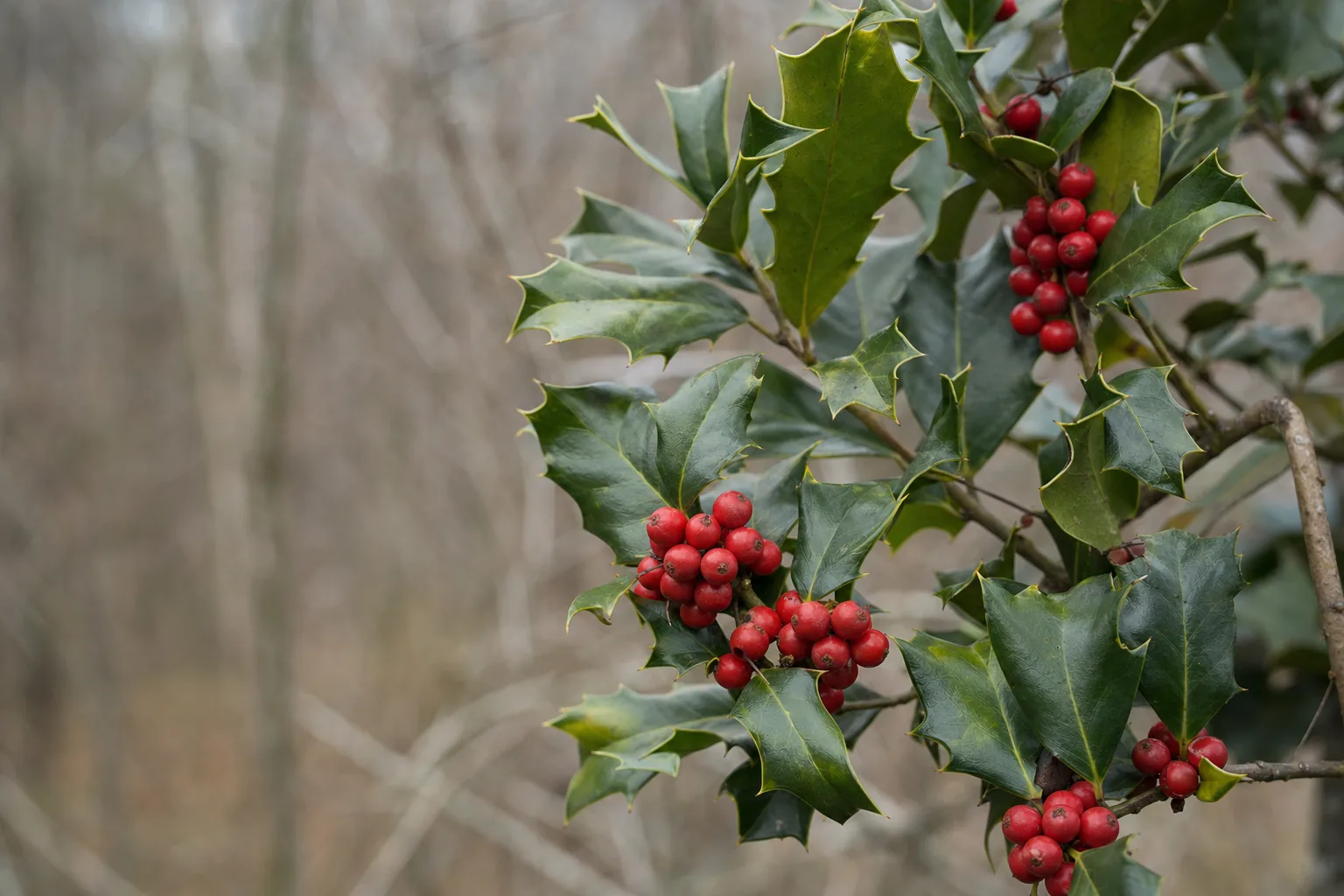 A close view of American holly (Ilex opaca) showing its glossy, dark green, spiny-edged evergreen leaves and clusters of bright red berries on a shrub or small tree.
