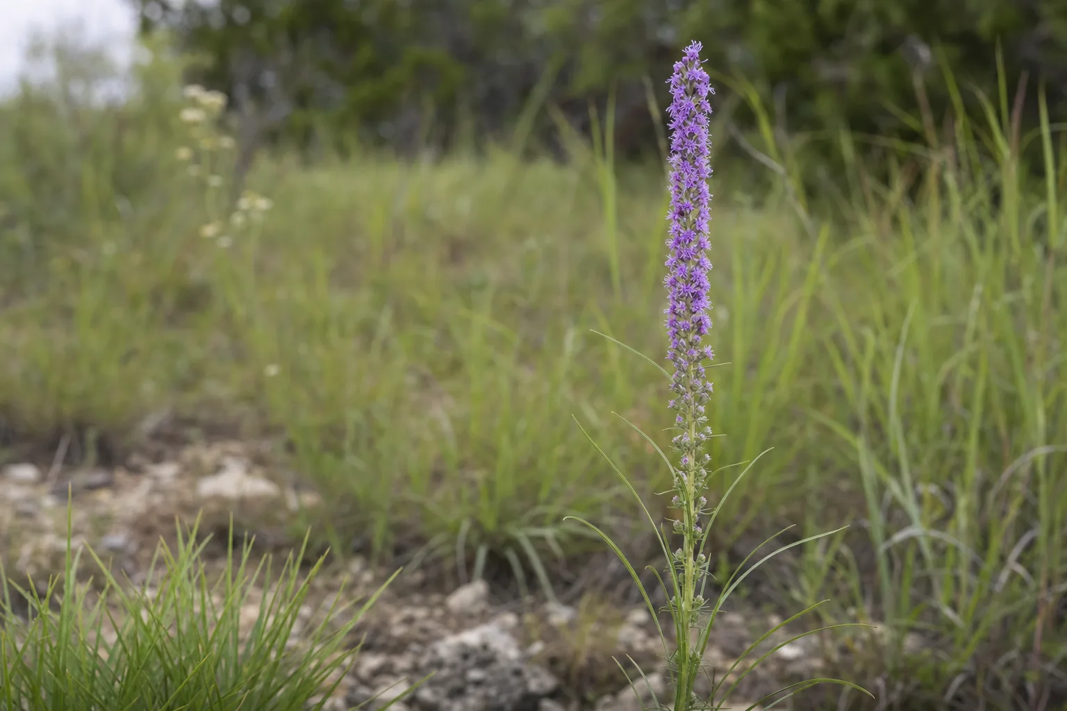 A close-up of Dotted Gayfeather (Liatris punctata), with its slender upright purple flower spike and narrow grasslike leaves. The plant should feel native and prairie-like rather than ornamental,