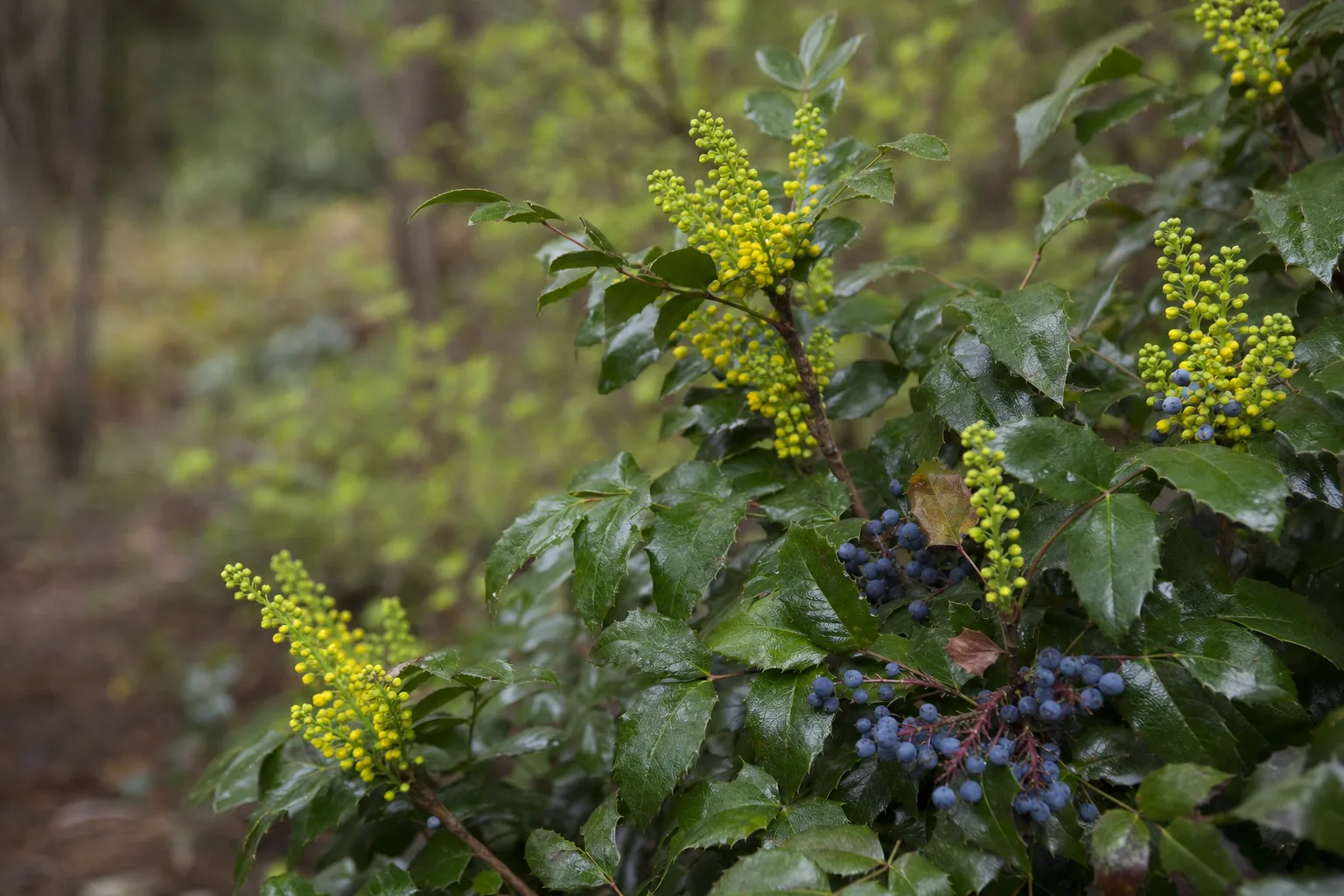 A hollyleaved barberry shrub (Mahonia aquifolium) with stiff, glossy, spiny-edged evergreen leaflets and clusters of small yellow flowers or blue-purple berries. Focus on the shrub’s dense,