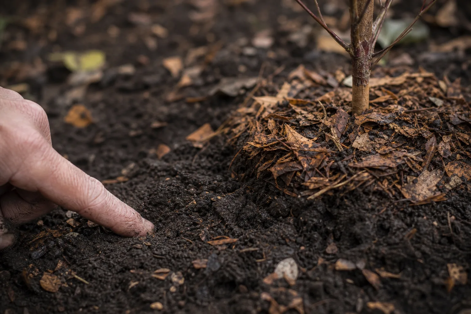 A fingertip pressing into cool, dark soil beside a newly planted root ball with a thin layer of shredded leaf mulch. The single most common way new plants die is too much water, not too little