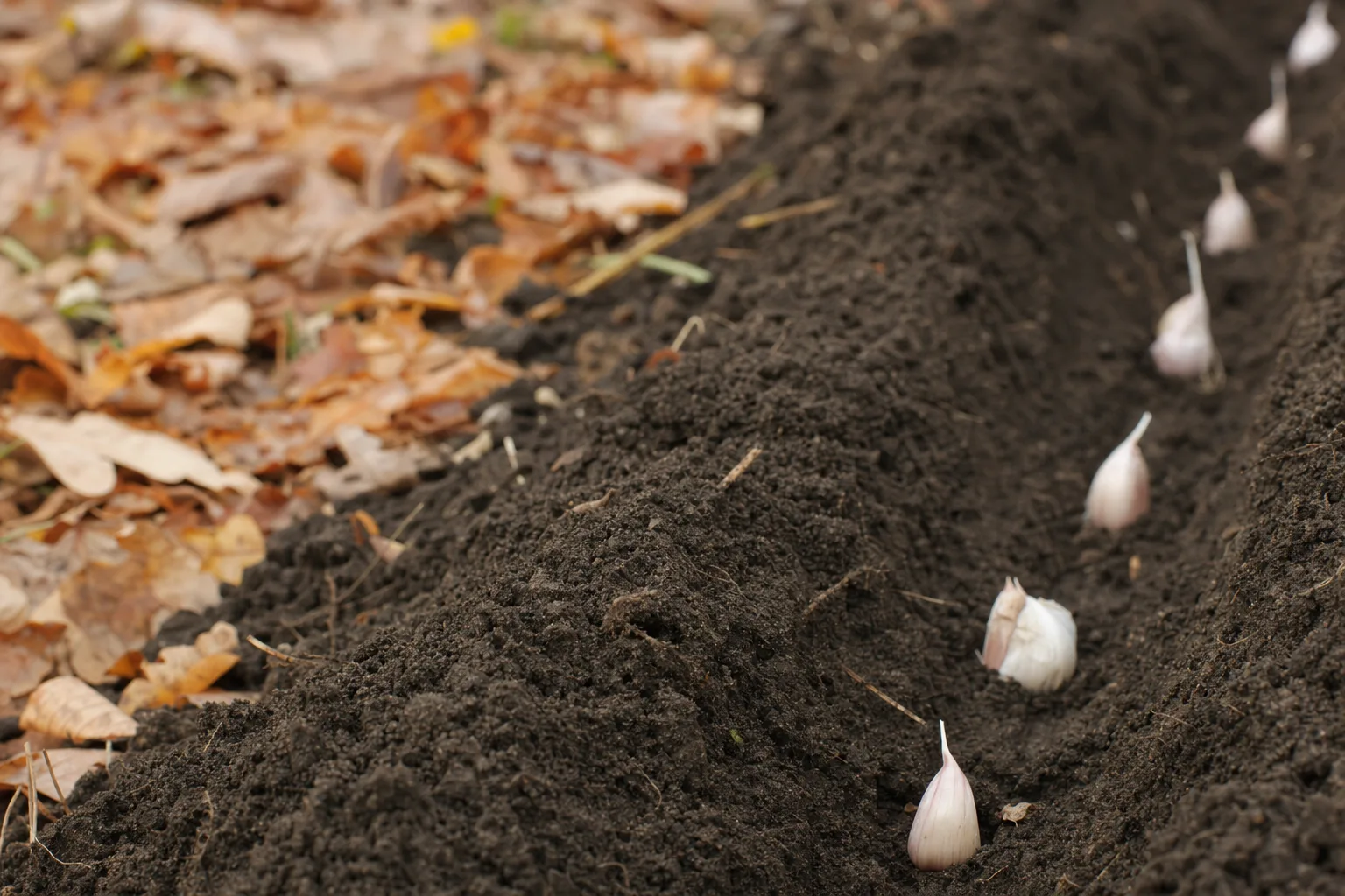 garlic cloves being planted in loose soil. Dormant planting works better than spring planting in most climates