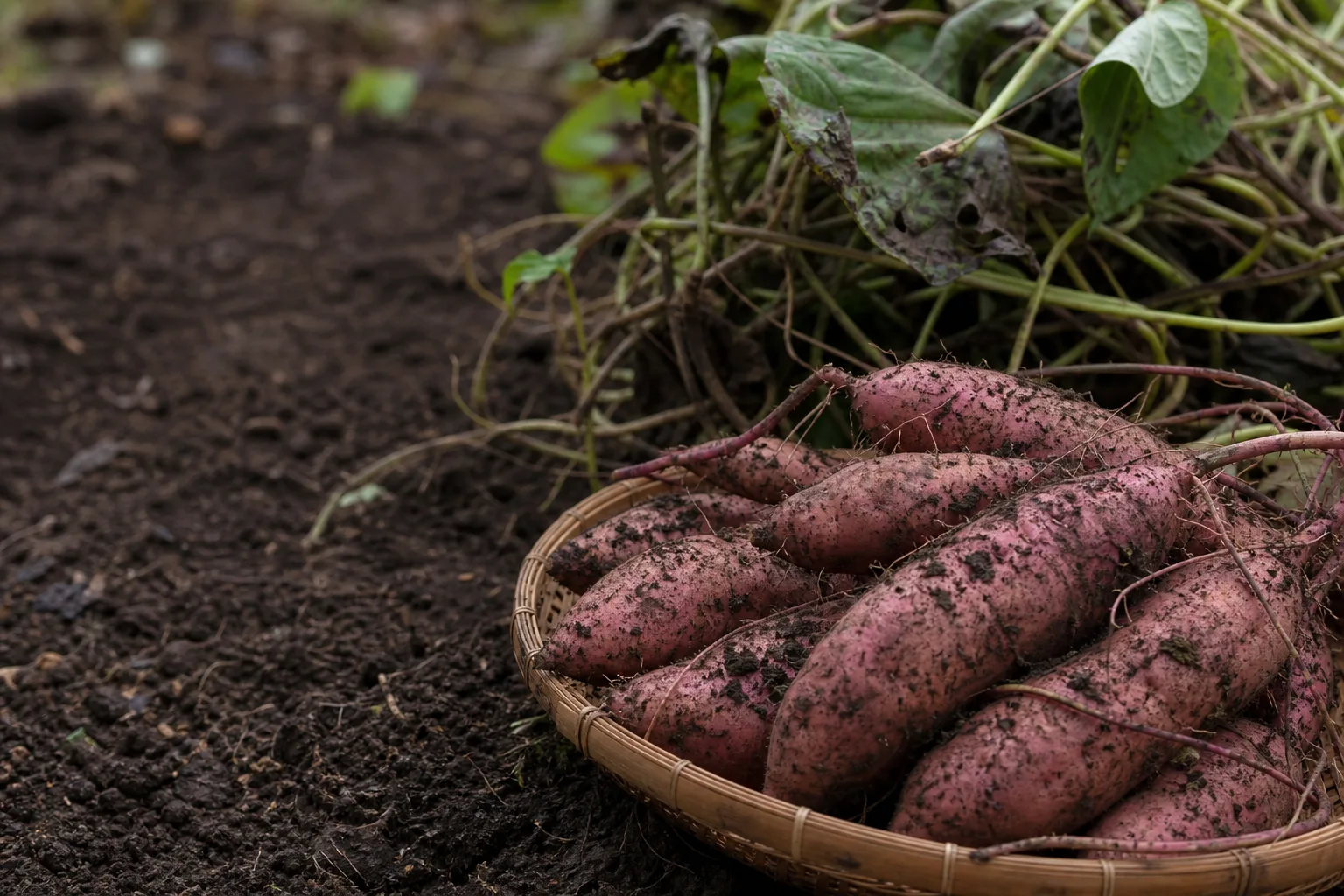 freshly dug sweet potatoes resting in a shallow basket with loose soil on their thin skins. Frost on the vines starts rot in the roots underground