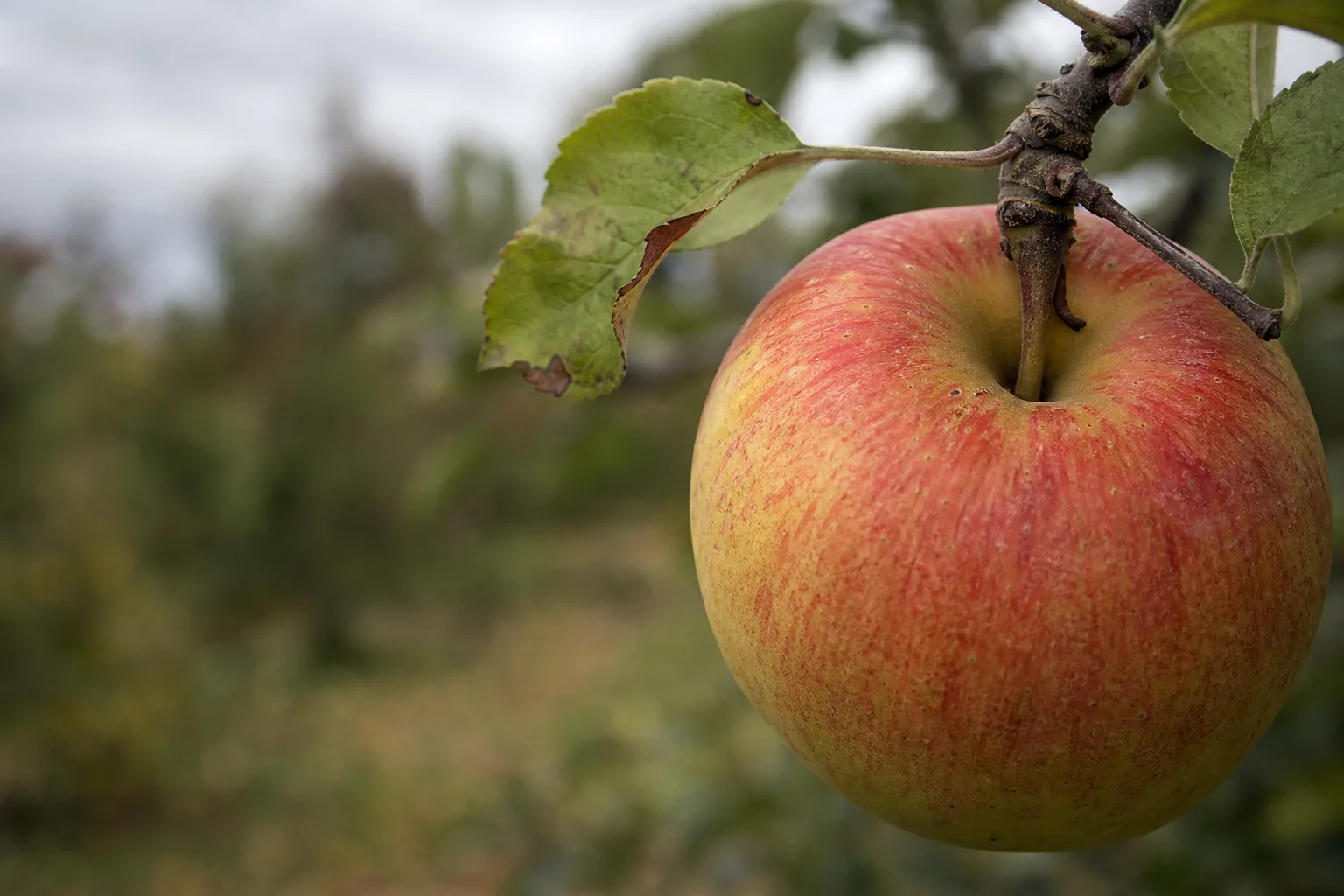 A close-up apple on a branch showing firm skin, good color, and its stem where it meets the spur. Storage apples and eating apples are picked at different moments