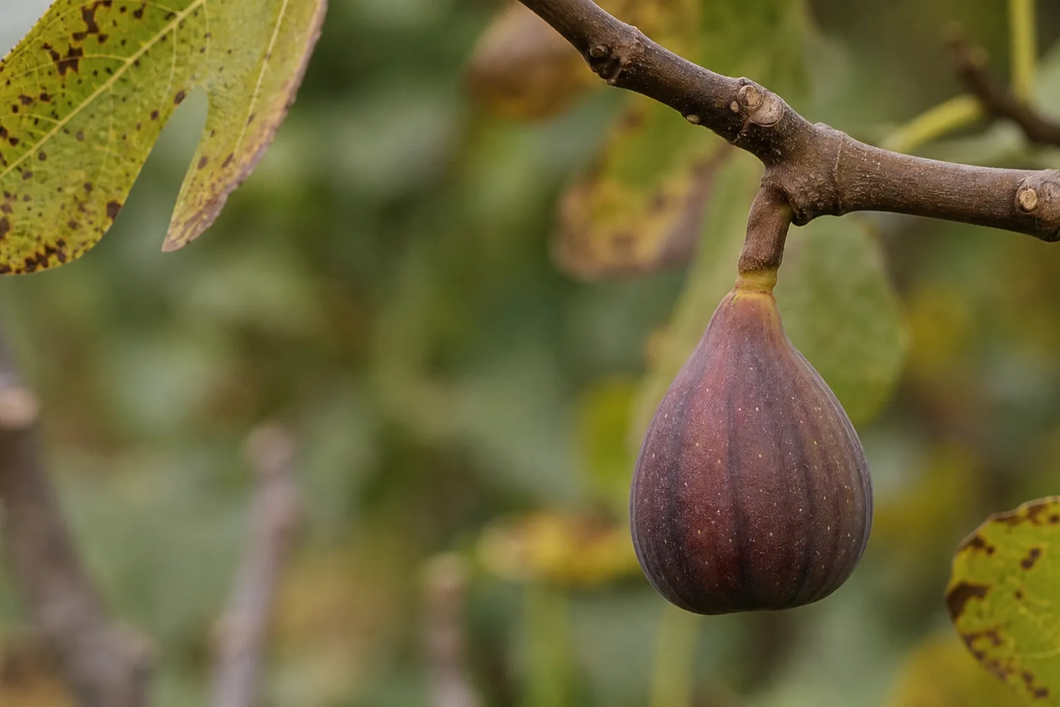 A ripe fig hanging straight down from a branch with a visibly softened neck at the stem attachment. Figs stop developing at harvest, and the neck droop is the tell