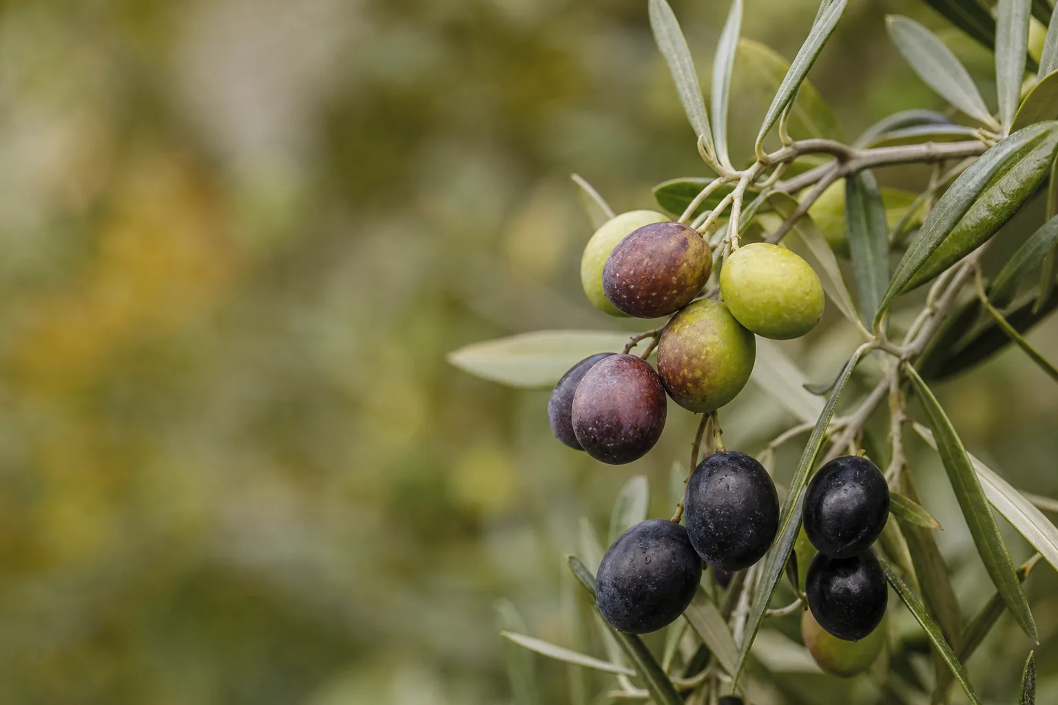 A close-up cluster of olives showing glossy green, purple turning, and uniformly black fruit on the same olive branch. Green, turning and black are three different products