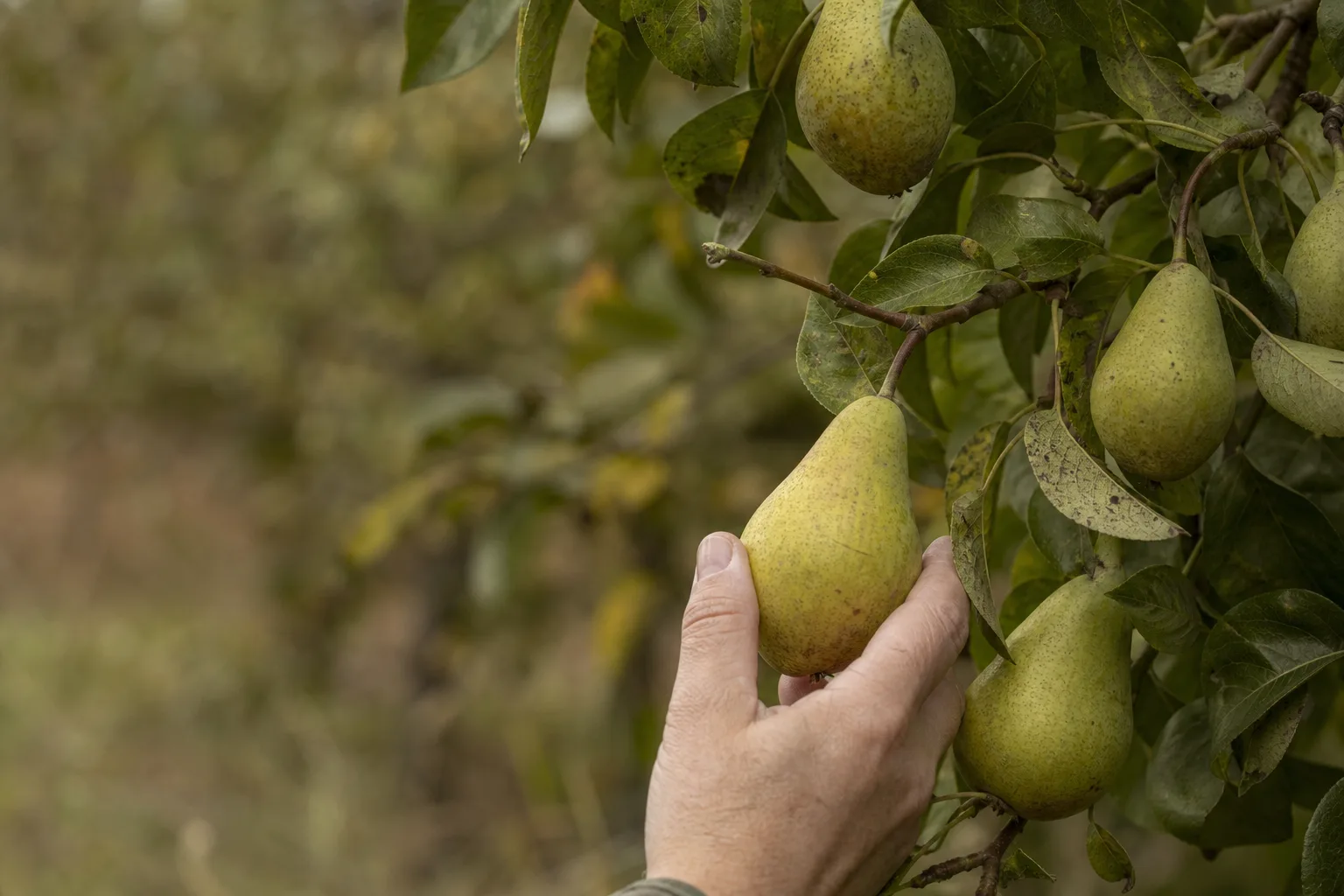 A firm yellow-green European pear being gently lifted from its branch, with several green pears still attached nearby. Tree-ripened pears go gritty and brown at the core