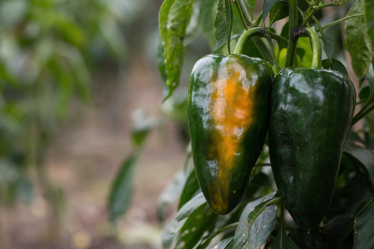 A full-size poblano pepper showing a yellow-orange color break beside a firm green poblano on the same branch. Every day past green adds sweetness and heat, and costs you total yield