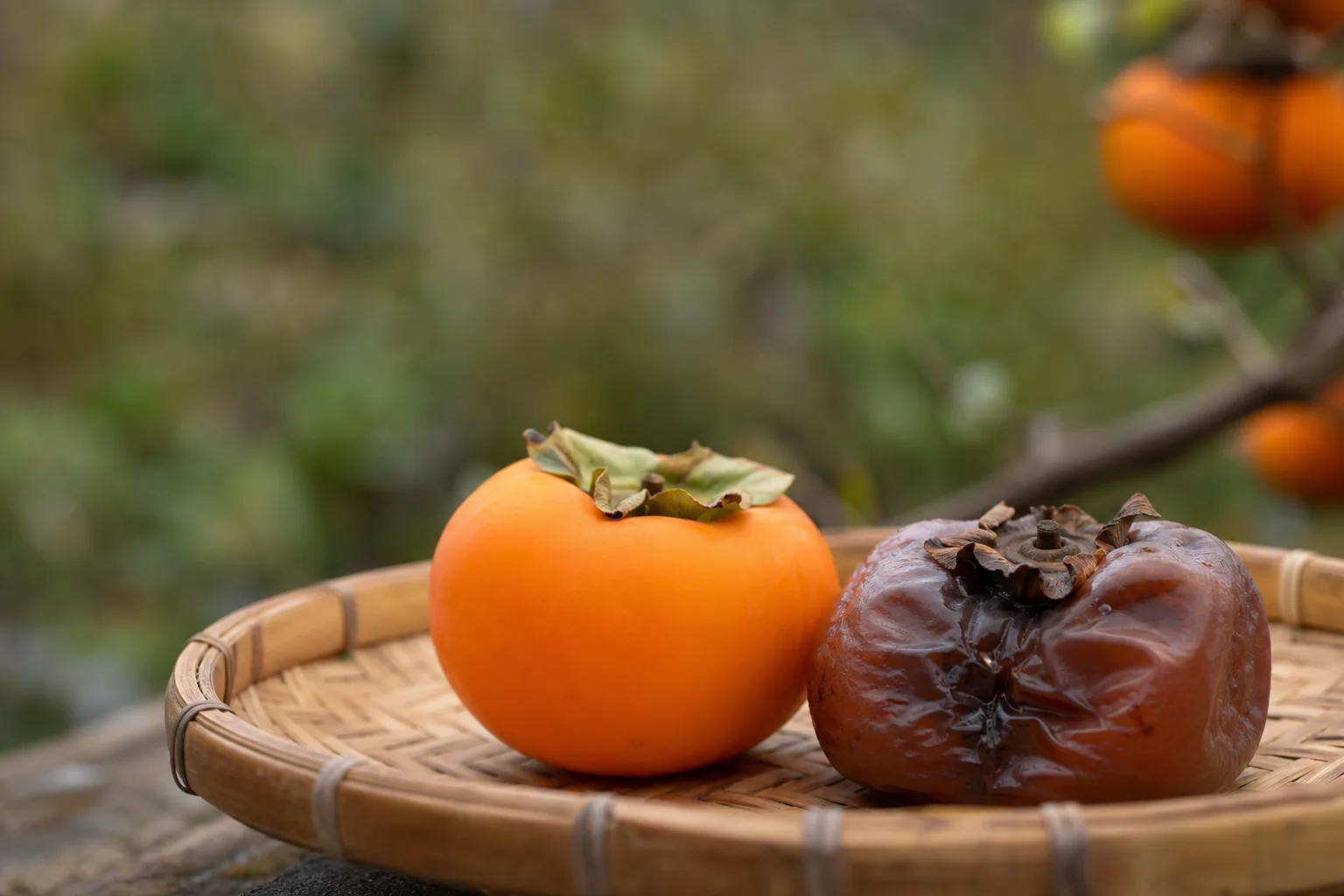 A firm orange Fuyu persimmon beside a very soft, darkening astringent persimmon on a shallow harvest basket. One is ready hard, the other is only ready when it looks ruined