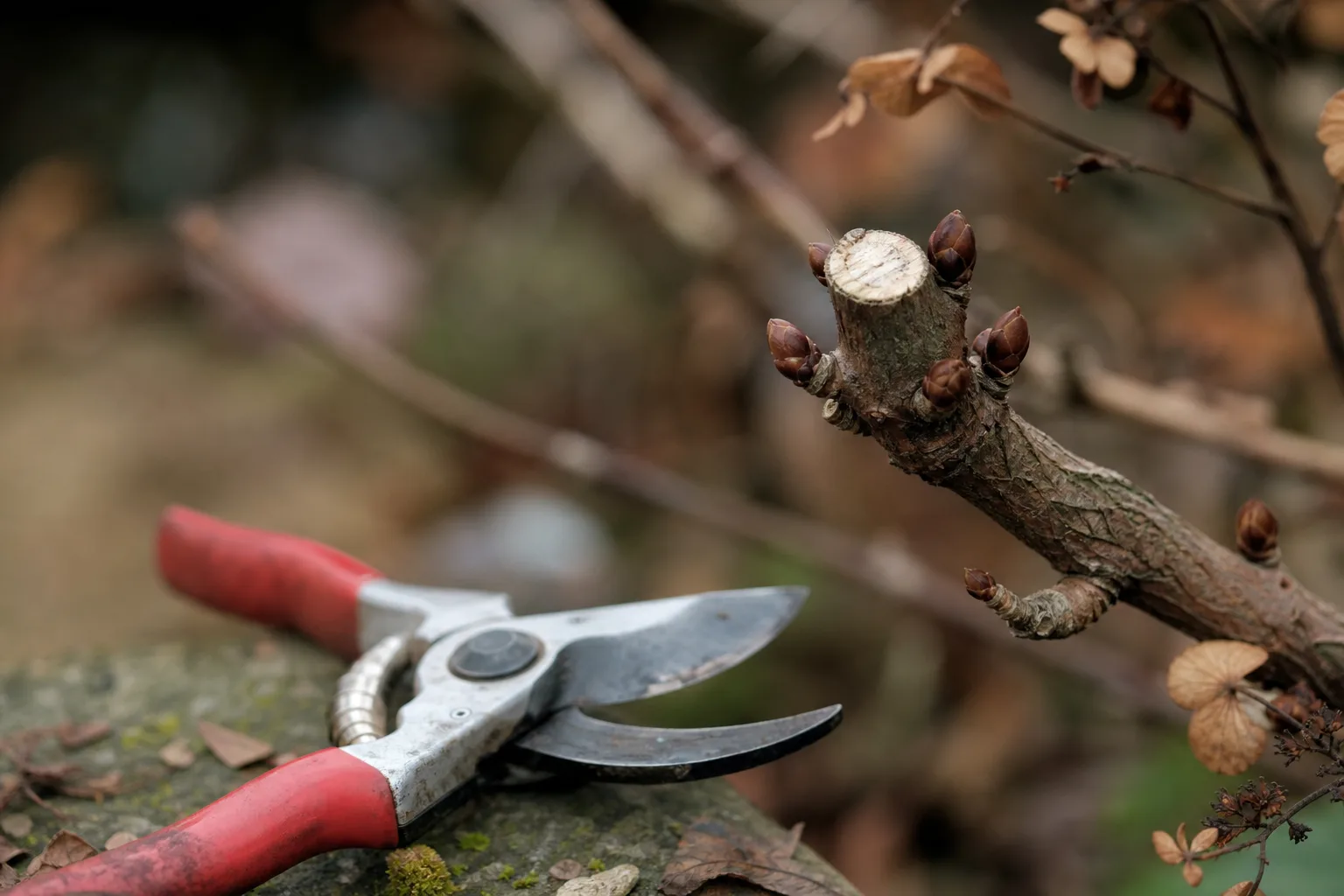 A pair of bypass pruners resting beside a woody shrub branch with visible flower buds at a cut junction. Pruning at the wrong time removes next year's flowers